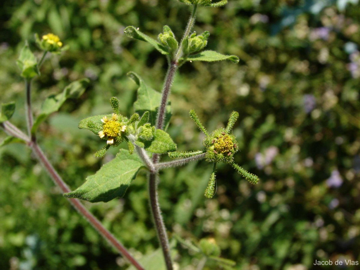 Sigesbeckia orientalis L.